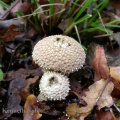 common puffball (Lycoperdon perlatum) Kenneth Noble